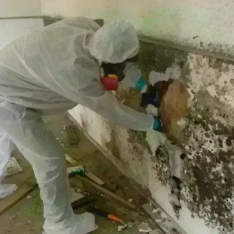 Mold Remediation and Removal in Wayne, WV